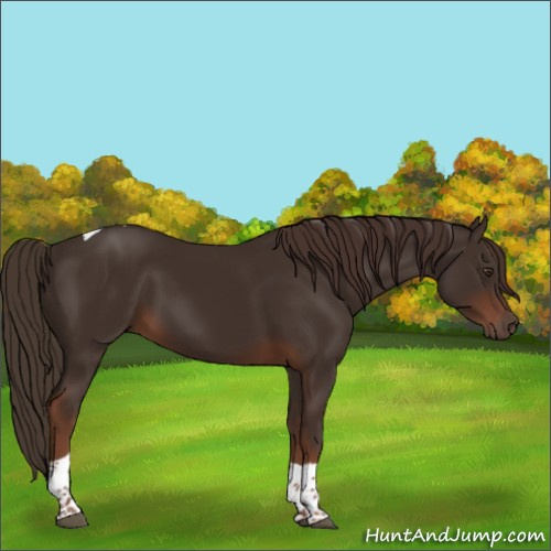 Horse Color:Liver Chestnut Tobiano 
