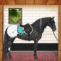 Horse Color:Black Appaloosa