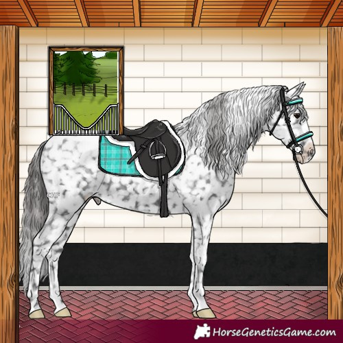 Horse Color:Black Snowflake Varnish