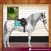 Horse Color:Black Appaloosa