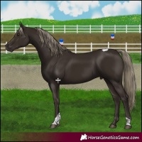 Horse Color:Liver Chestnut Tobiano 