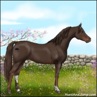 Horse Color:Liver Chestnut Tobiano 