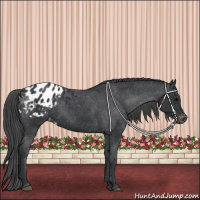 Horse Color:Black Appaloosa 