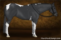 Horse Color:Black Tobiano 