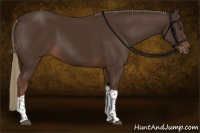 Horse Color:Liver Chestnut Tobiano