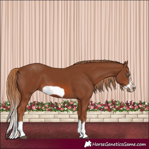Horse Color:Chestnut Splash Frame 