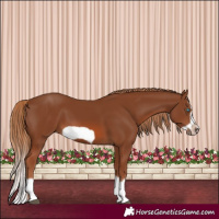 Horse Color:Chestnut Splash Frame 