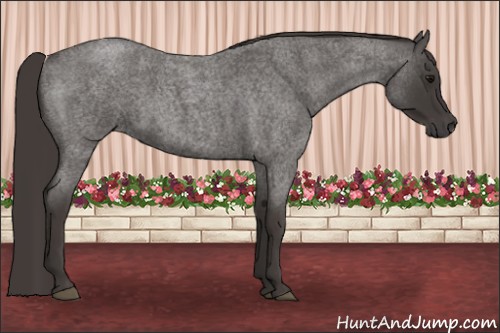 Horse Color:Smoky Blue Roan 