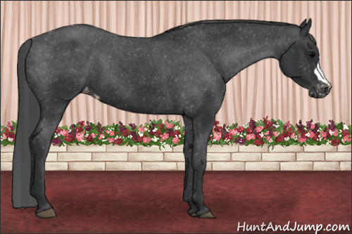 Horse Color:Black Appaloosa