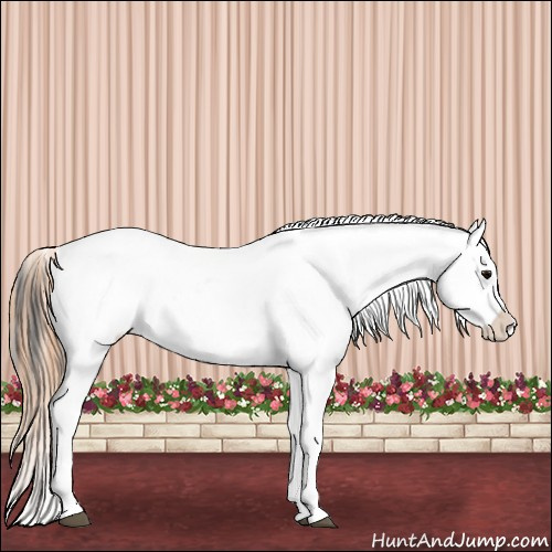 Horse Color:Black Near Leopard