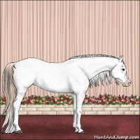 Horse Color:Black Near Leopard 