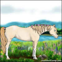 Horse Color:Buckskin Pearl 