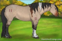 Horse Color:Bay Dun Tobiano 