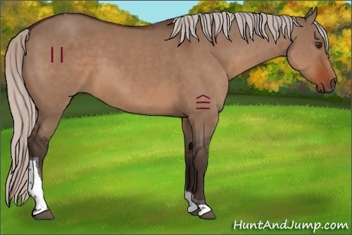 Horse Color:Silver Brown Dun Tobiano