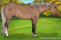 Horse Color:Silver Brown Dun Tobiano 