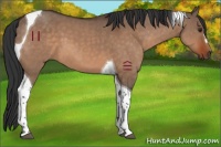 Horse Color:Brown Dun Tobiano 