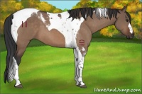 Horse Color:Brown Dun Tobiano 