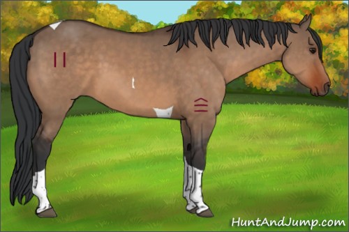 Horse Color:Bay Dun Tobiano 