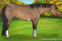 Horse Color:Bay Dun Tobiano 
