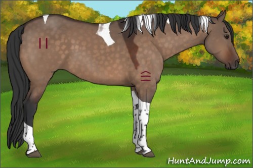 Horse Color:Brown Dun Tobiano 