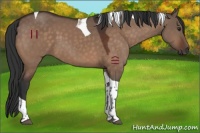 Horse Color:Brown Dun Tobiano 