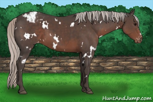 Horse Color:White Spotted Silver Black Appaloosa 