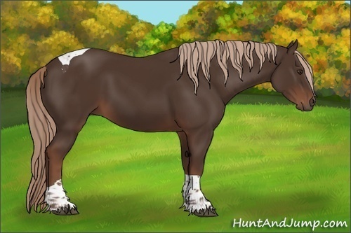 Horse Color:Liver Chestnut Tobiano