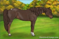 Horse Color:Liver Chestnut Tobiano 