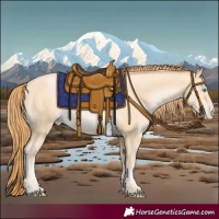 Horse Color:Buckskin Pearl