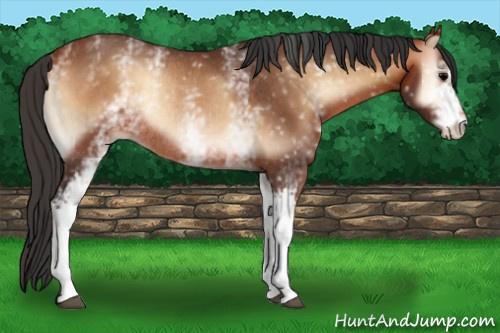 Horse Color:White Spotted Bay Onyx Rabicano