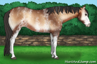 Horse Color:White Spotted Bay Onyx Rabicano 