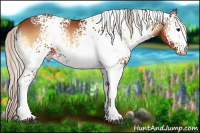 Horse Color:White Spotted Silver Bay Onyx Rabicano