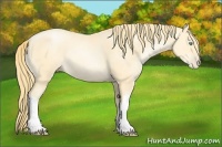 Horse Color:Buckskin Pearl 