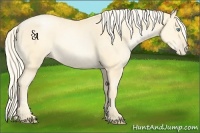 Horse Color:Palomino Pearl