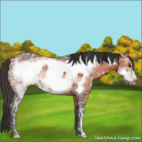 Horse Color:Bay Ice Frame Rabicano 