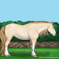 Horse Color:Buckskin Pearl 