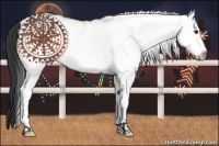 Horse Color:White Spotted Bay 