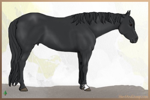 Horse Color:Black 