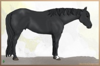 Horse Color:Black 