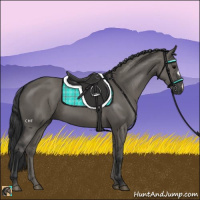 Horse Color:Grullo 