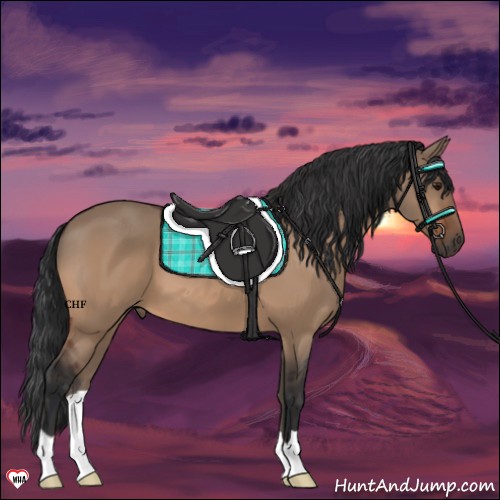 Horse Color:Brown Dun 