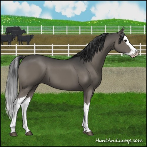 Horse Color:Grullo Splash 
