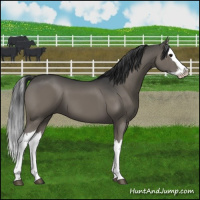 Horse Color:Grullo Splash 