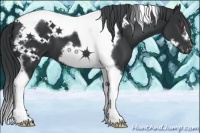 Horse Color:Black Chinchilla Tobiano Frame 