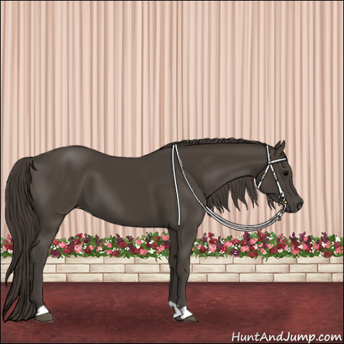 Horse Color:Smoky Black 