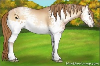 Horse Color:White Spotted Red Onyx Pearl Appaloosa 