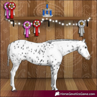 Horse Color:White Spotted Black Appaloosa 