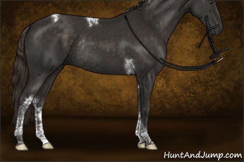 Horse Color:Liver Chestnut Tobiano Rabicano 