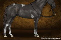 Horse Color:Liver Chestnut Tobiano Rabicano 