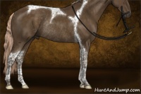 Horse Color:Chocolate Palomino Tobiano Rabicano